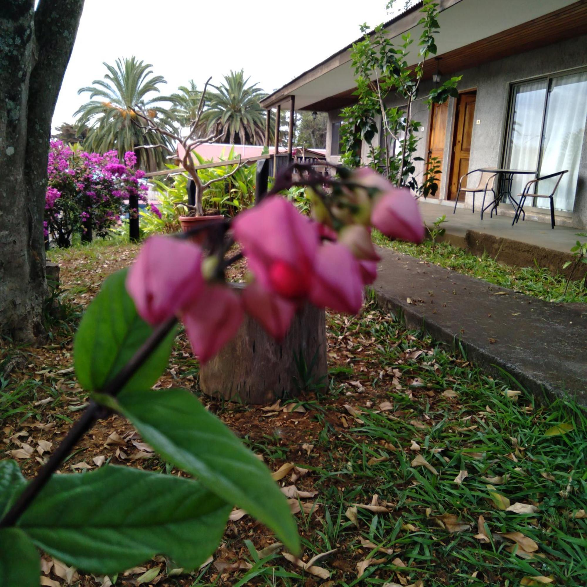 Hostal Tu'U Koihu Hanga Roa Buitenkant foto